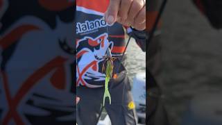 Un montage à BlackBass 🎣 un peu transformé présenté par Marco Sardinia Fishing Predator [upl. by Kenwrick]