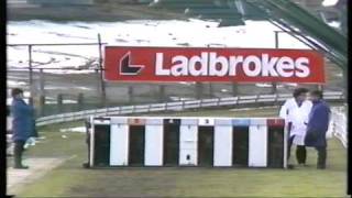 Ladbrokes Golden Jacket Final 1983 [upl. by Pomfret]