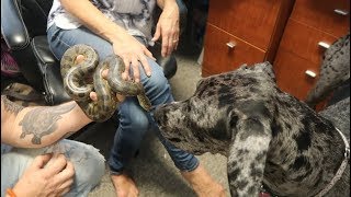 My ANACONDA LOVES my GREAT DANE Noah Barczyk [upl. by Honeyman]