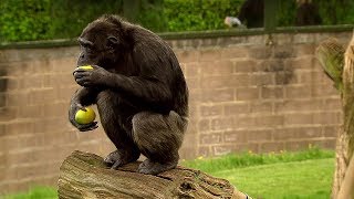 Chimp Learns to Trade  Extraordinary Animals  BBC Earth [upl. by Atnauq]