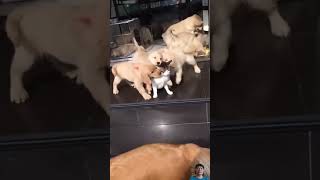 Golden Retriever puppies swarm cat for cuddles Subscribe cute dog [upl. by Hamburger]