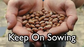 How To Grow Dwarf Beans In A Container  The Perfect Project For A Small Garden [upl. by Mindi]