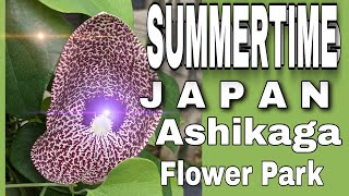 Japan Ashikaga Flower Park summertime [upl. by Bab]