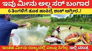 ಇವು ಮೀನು ಅಲ್ಲ ಸರ್ ಬಂಗಾರ  Modern Fish farming in Karnataka  how to start fish farm Kannada Katla [upl. by Ardnasela]