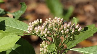 Tiny Bees visit Camphorweed [upl. by Gnik]