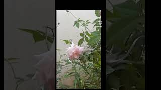 pinky pinky ponk ponkselflove flowerloversshortsshortsvideo shortsviral shortsyoutube [upl. by Ymme395]