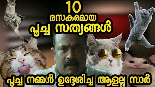 10 Interesting cat facts malayalam  പൂച്ച സത്യങ്ങൾ  Did You Know [upl. by Darach565]