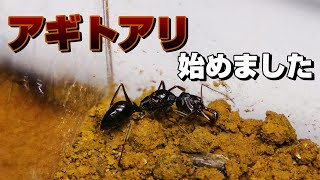 【アリ観察】アギトアリ始めました！【アギトアリ観察日記】Odontomachus monticola [upl. by Anig]