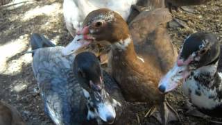 Muscovy duck sounds [upl. by Sillert]