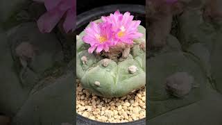 銀冠玉 Lophophora fricii 2023 06 02 [upl. by Mufi]