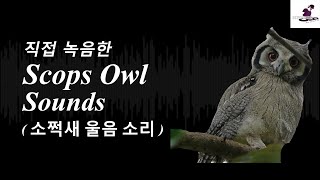 무료효과음 소쩍새 울음소리Scops Owl Soundsコノハズク สก๊อตนกฮูก Zwergohreule соваSoundEffects DOWNLOAD [upl. by Ollopa778]