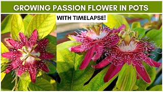 Growing Passion Flower Passiflora in Pots With Timelapse [upl. by Cacia]