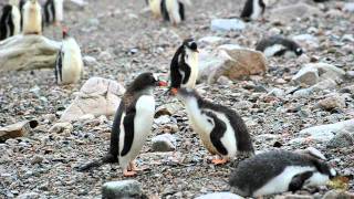 Gentoo penguin  Manchot papou  Pingüino papúa  Pygoscelis papua [upl. by Flanna861]