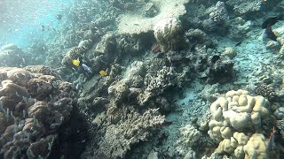 Komandoo Maldives  Sunrise Snorkeling [upl. by Rednasxela]