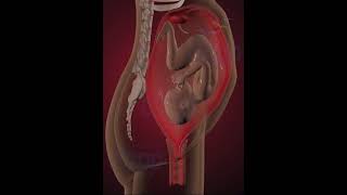 Precious moments of Child inside the womb 3D Animation [upl. by Ennaeed640]