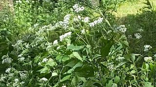 Tall boneset and goldenrod in late August [upl. by Licha57]