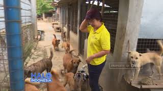 KASIH SAYANG UNTUK ANJING TERLANTAR  RUMAH DIJADIKAN SHELTER HEWAN [upl. by Anatol]