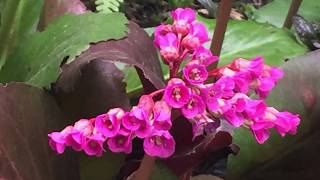 Bergenia Cordifolia in Blooms  April 19 [upl. by Hasty439]