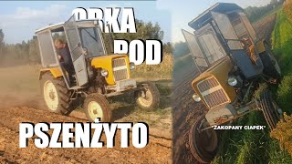 ZAKOPANY CIAPEK Sucha orka pod pszenżyto [upl. by Ttelrahc540]