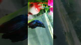 Like on subscribe Meri beta fish ke liye [upl. by Anahsed40]