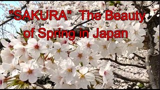 【English】 Cherry Blossoms of Japan [upl. by Eilrak]