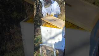 Beehive 10 feeding 1122024 [upl. by Tram]