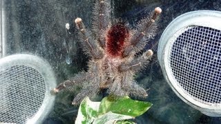 Avicularia amazonica sp quotManausquot  quotKeevaquot immature male [upl. by Aninaj586]