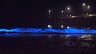 Bioluminescence In Venice Beach October 2024 [upl. by Aicenert]