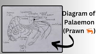 How to draw a diagram of Palaemon the prawn 🦐  easy diagram of Prawn  bharti333 [upl. by Enneiviv493]