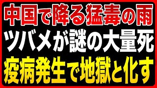 【中国の生態系が崩壊】水害後遺症がヤバすぎる ツバメの次は人間！？ [upl. by Namialus]