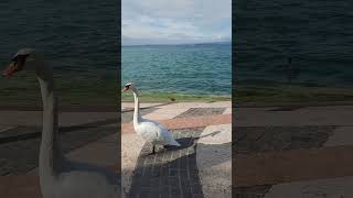 Cute swan out for a stroll in Lazise Lake Garda Italy [upl. by Aynwat]