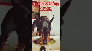 Relaxing Animal Eating Sounds Crunchy Insect ASMR  Cute Rabbit Munching on Fresh Greens [upl. by Delly]