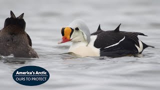 King Eider Ducks in Americas Arctic [upl. by Nielsen]