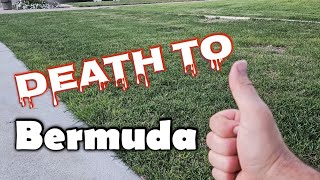 How Im Killing Bermuda Out Of Kentucky Bluegrass [upl. by Aehcim]