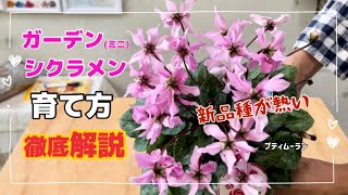 「ガーデンシクラメン」「ミニシクラメン」育て方 今年ブームの予感 シクラメンを花付きよく育てる方法 萎えたら？どうする？徹底解説 [upl. by Ahsiyk]