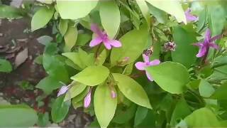 NO88 How to care Kopsia fruticosashrub vincaperennial flowering plantHindiUrdu10August17 [upl. by Tedie736]