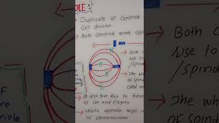 Role of centrioles scienceeducation biology cellbiology bioscience [upl. by Emlynne502]