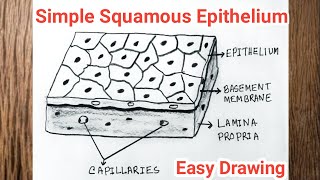 How to Draw Simple Squamous Epithelium  Squamous Epithelial Tissue Drawing [upl. by Schaaff]