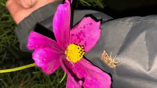 Lunar Underwing Moth In The House [upl. by Letram910]