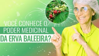 Erva baleeira antiinflamatória antibiótica cicatrizante [upl. by Yecaj]