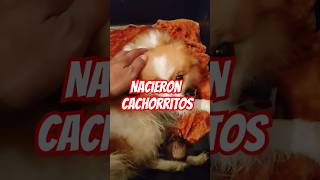 Nacieron cachorritos pomeranias amazing dogs pomeranian pets shortsviral [upl. by Akeihsat]