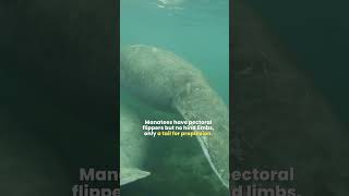 Manatee  The Ocean’s Largest Herbivore  Loveable Sea Cow [upl. by Flight132]