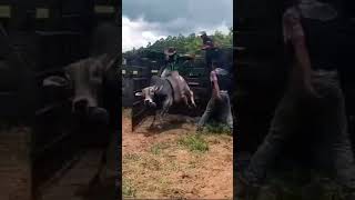 garrotinho tem pressão eimrodeiohoje rodeo nellore boi cowboys cavalos peao treino [upl. by Limhaj]