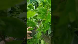 Rooted Variegated Hibiscus cuttings on Used Flower Foam plants plantpropagation [upl. by Pudens837]