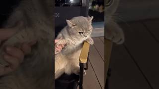 my cat doing cute drama cat funny shorts [upl. by Shirleen]