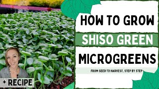 How to Grow Shiso Microgreens with Recipe  On The Grow [upl. by Harifaz89]