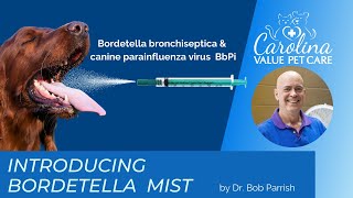 New Bordetella vaccine [upl. by Anselme]