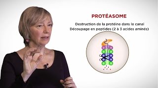 MOOC côté cours  Le protéasome [upl. by Esma]