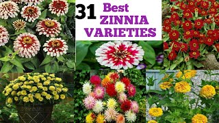 31 Best Types of Zinnia Varieties zennia Collectionshouseplants Admiringplants [upl. by Anon]