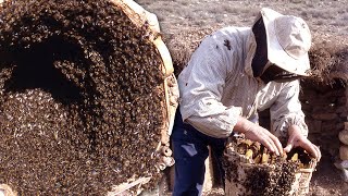 ABEJAS Y COLMENAS Técnica tradicional para pasar la abeja reina de una colmena a otra  Documental [upl. by Acim]